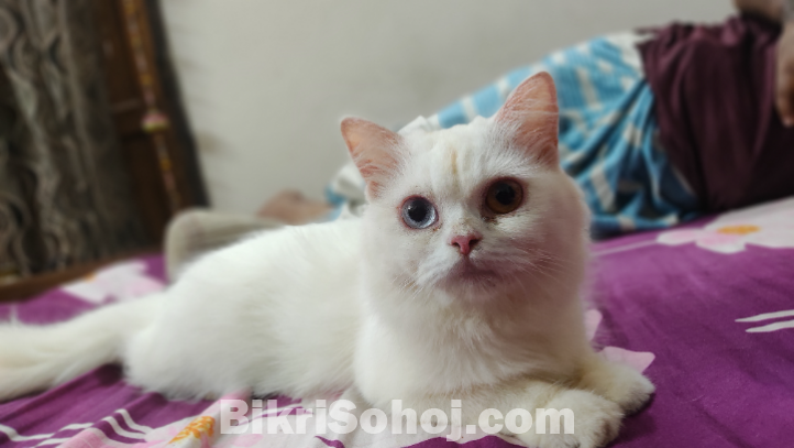 Persian cat female doll face